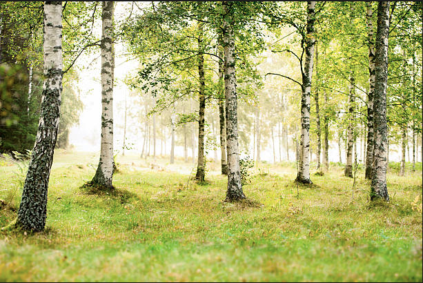 Alfheim